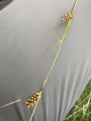 Carex hostiana