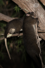 Pseudocheirus occidentalis