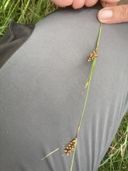 Carex hostiana