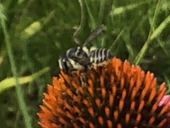 Coelioxys octodentatus