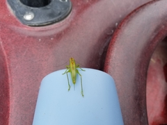 Orchelimum gladiator