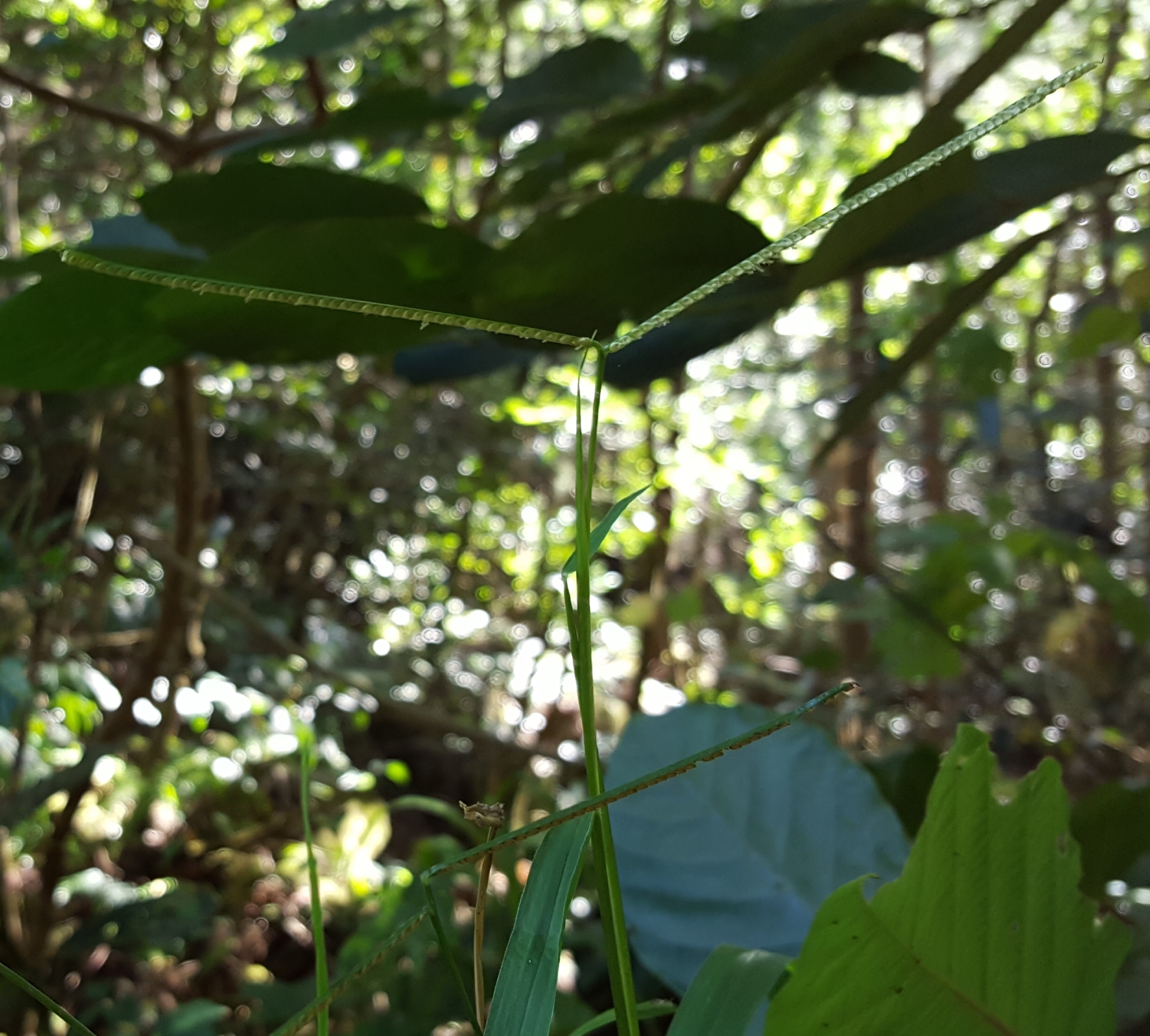 (c) François Rousseu, certains droits réservés (CC BY-NC) https://www.inaturalist.org/observations/89524726