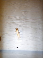 Crambus laqueatellus