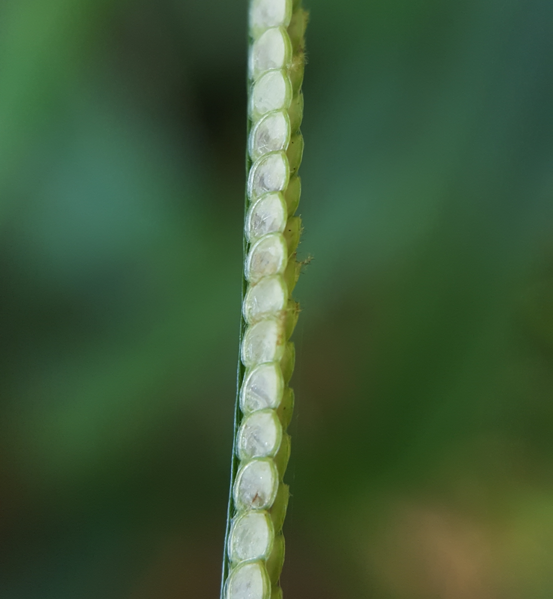 (c) François Rousseu, certains droits réservés (CC BY-NC) https://www.inaturalist.org/observations/89524726