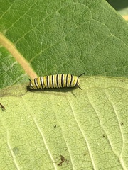 Danaus plexippus