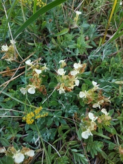 Teucrium montanum jailae