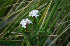 Pimelea buxifolia