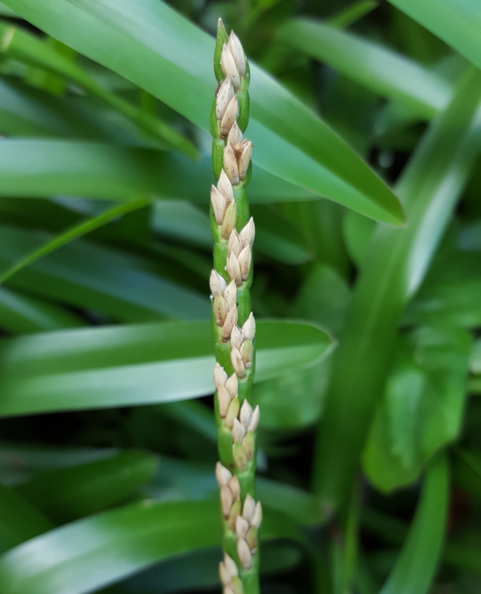 (c) François Rousseu, certains droits réservés (CC BY-NC) https://www.inaturalist.org/observations/89524862