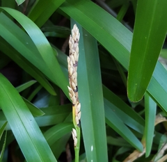 Stenotaphrum dimidiatum