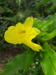 Costus villosissimus