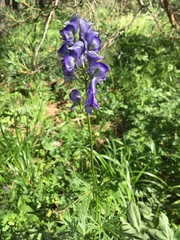 Aconitum nasutum