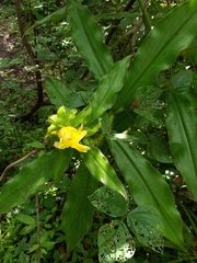 Costus villosissimus