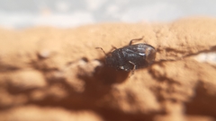 Ochetostethus