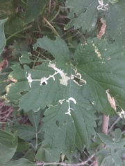 Cosmopterix zieglerella