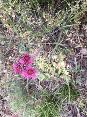 Sempervivum pumilum
