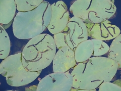 Polypedilum braseniae