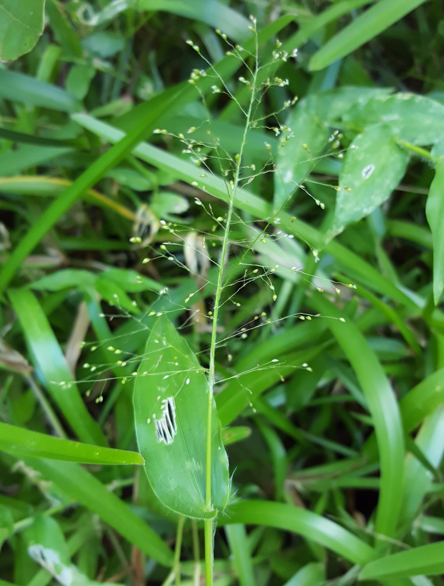 (c) François Rousseu, certains droits réservés (CC BY-NC) https://www.inaturalist.org/observations/89524975