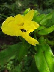 Costus villosissimus