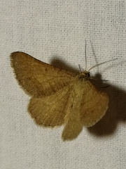 Isturgia murinaria