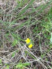 Physaria gracilis gracilis