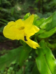 Costus villosissimus