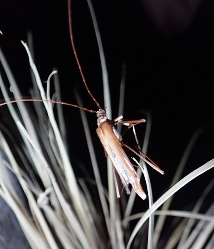 Stenophantes longipes