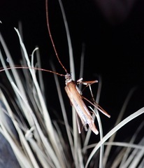 Stenophantes longipes