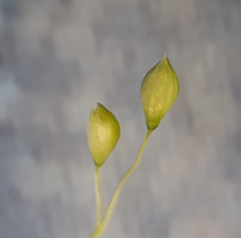 (c) François Rousseu, certains droits réservés (CC BY-NC) https://www.inaturalist.org/observations/89524975