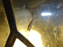 Pseudexentera costomaculana