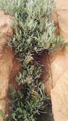 Searsia magalismontana magalismontana