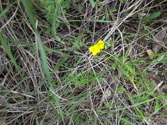 Physaria gracilis gracilis