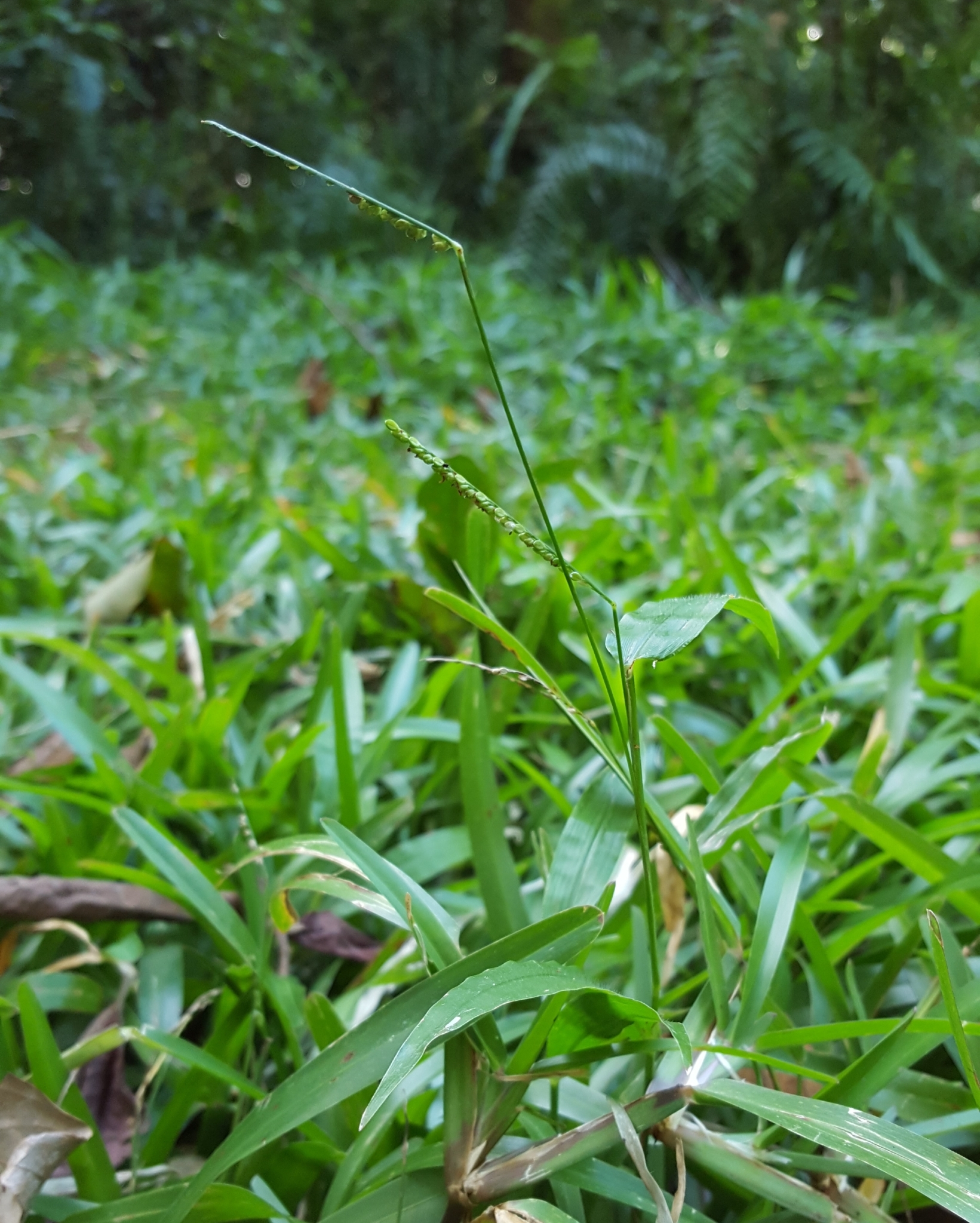(c) François Rousseu, certains droits réservés (CC BY-NC) https://www.inaturalist.org/observations/89525106