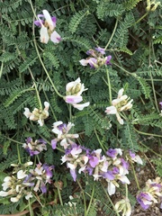Astragalus captiosus