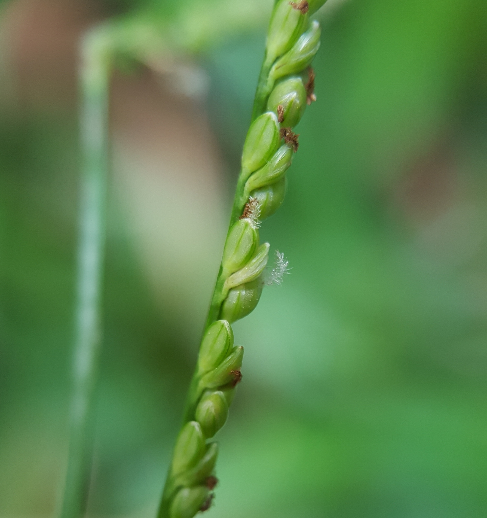 (c) François Rousseu, certains droits réservés (CC BY-NC) https://www.inaturalist.org/observations/89525106