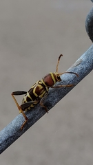 Neoclytus mucronatus