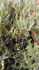 Searsia magalismontana magalismontana