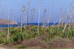 Agave fourcroydes