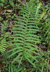 Strophocaulon unitum