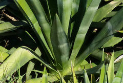 Agave fourcroydes