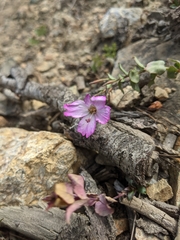 Epilobium siskiyouense