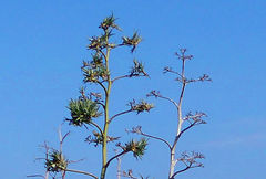 Agave fourcroydes