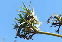 Agave fourcroydes