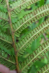 Strophocaulon unitum