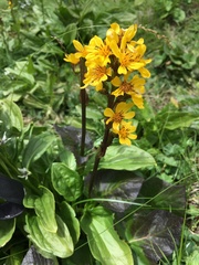 Ligularia subsagittata