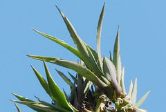 Agave fourcroydes
