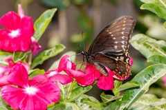 Papilio menatius morelius