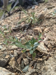 Epilobium siskiyouense