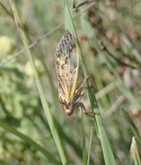 Tympanoterpes