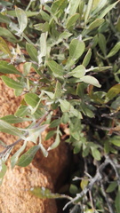 Searsia magalismontana magalismontana