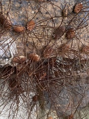 Leiobunum flavum